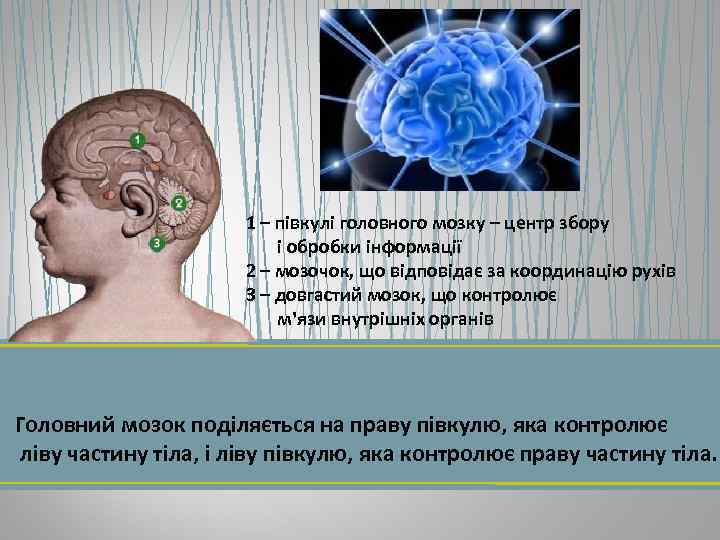 1 – півкулі головного мозку – центр збору і обробки інформації 2 – мозочок,