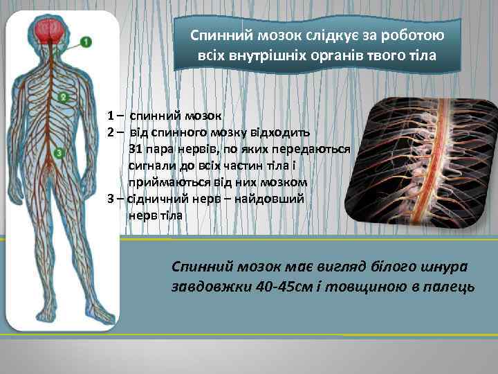 Спинний мозок слідкує за роботою всіх внутрішніх органів твого тіла 1 – спинний мозок