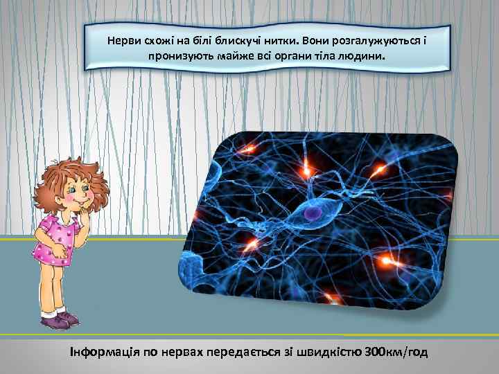 Нерви схожі на білі блискучі нитки. Вони розгалужуються і пронизують майже всі органи тіла