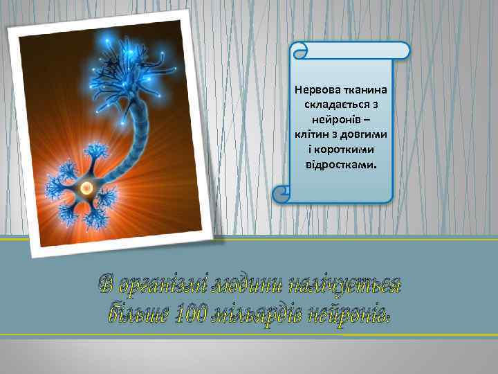 Нервова тканина складається з нейронів – клітин з довгими і короткими відростками. В організмі