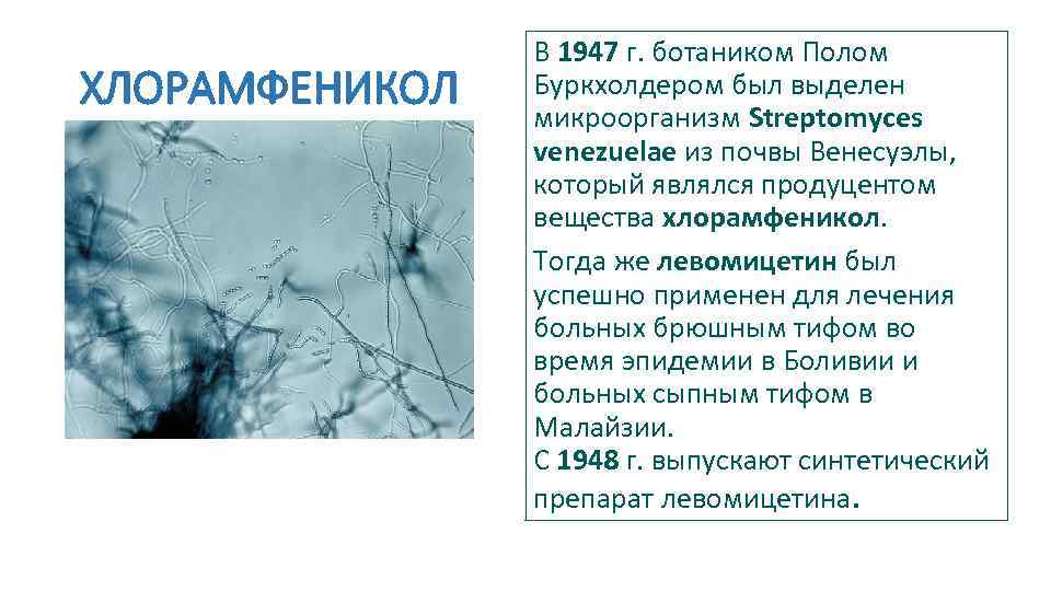 Антибиотики из почвы. Хлорамфеникол при брюшном тифе. Антибиотики в ботанике. Streptomyces venezuelae.