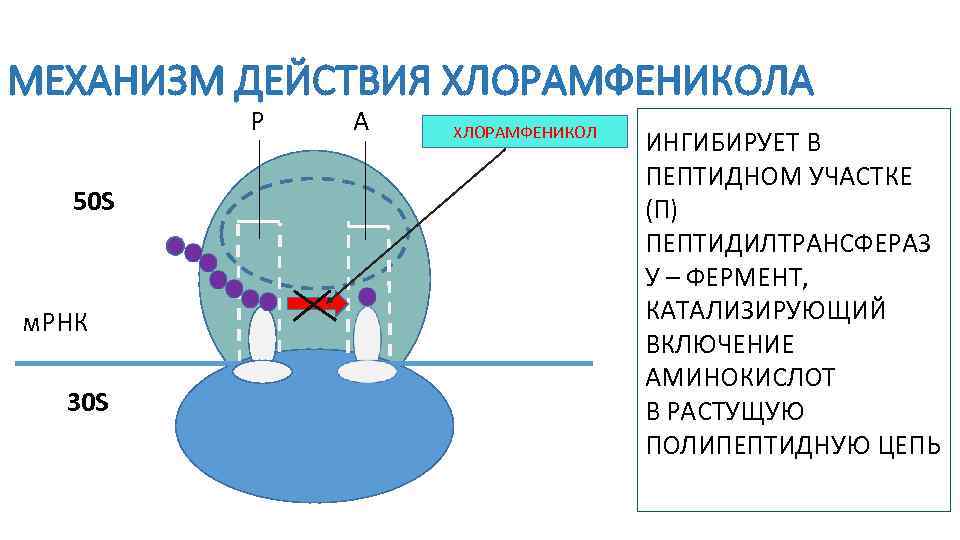 Укажите механизм действия