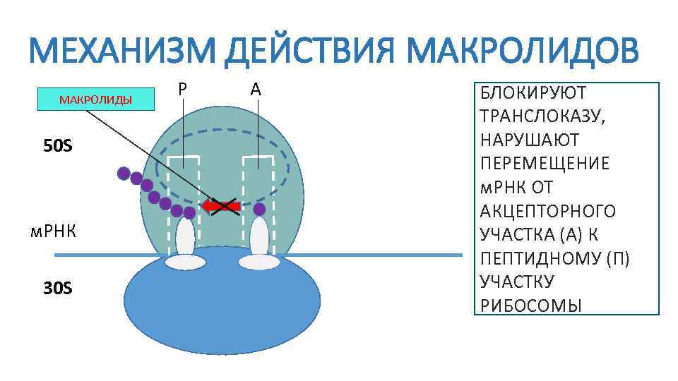 МЕХАНИЗМ ДЕЙСТВИЯ МАКРОЛИДОВ МАКРОЛИДЫ 50 S м. РНК 30 S Р А БЛОКИРУЮТ ТРАНСЛОКАЗУ,
