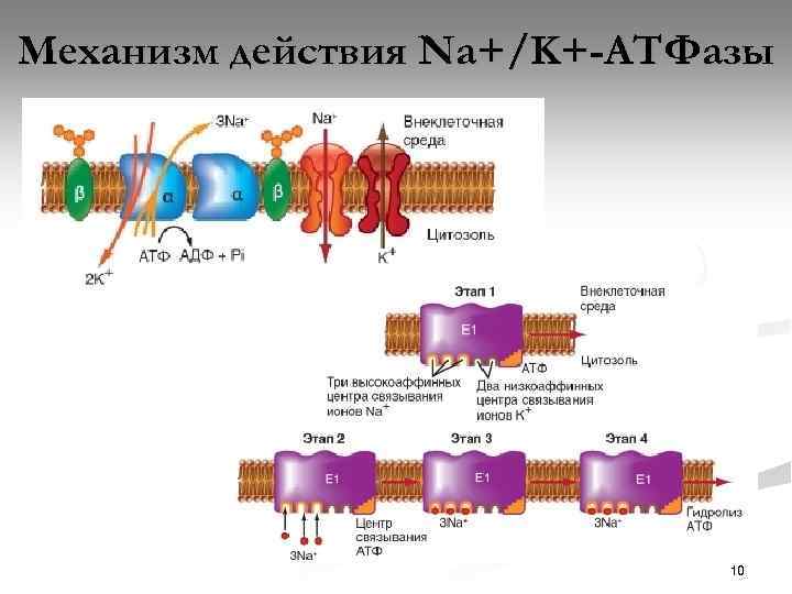 Механизм действия Na+/K+-АТФазы 10 