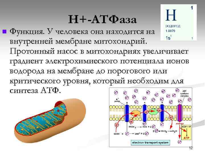 Н+-АТФаза n Функция. У человека она находится на внутренней мембране митохондрий. Протонный насос в