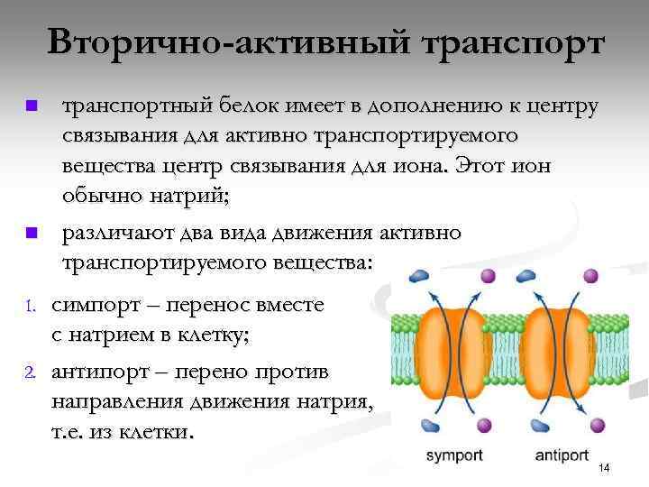 Вторично-активный транспорт n n 1. 2. транспортный белок имеет в дополнению к центру связывания