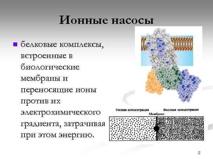 Ионные насосы n белковые комплексы, встроенные в биологические мембраны и переносящие ионы против их