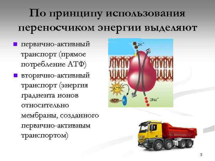По принципу использования переносчиком энергии выделяют n n первично-активный транспорт (прямое потребление АТФ) вторично-активный