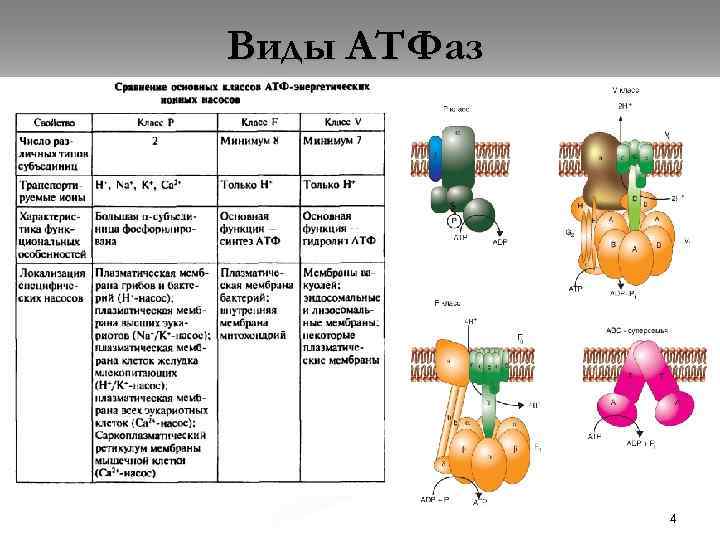 Виды АТФаз 4 