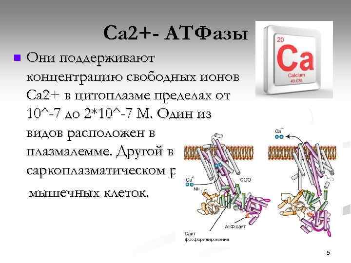Ca 2+- ATФазы n Они поддерживают концентрацию свободных ионов Са 2+ в цитоплазме пределах