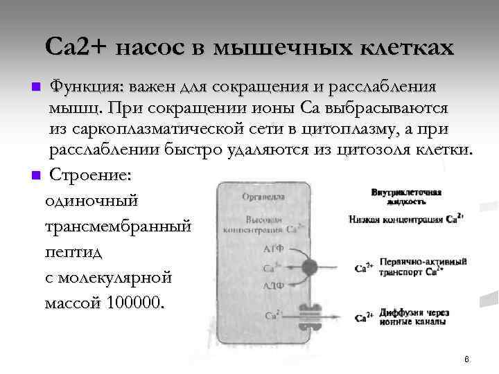 Са 2+ насос в мышечных клетках Функция: важен для сокращения и расслабления мышц. При