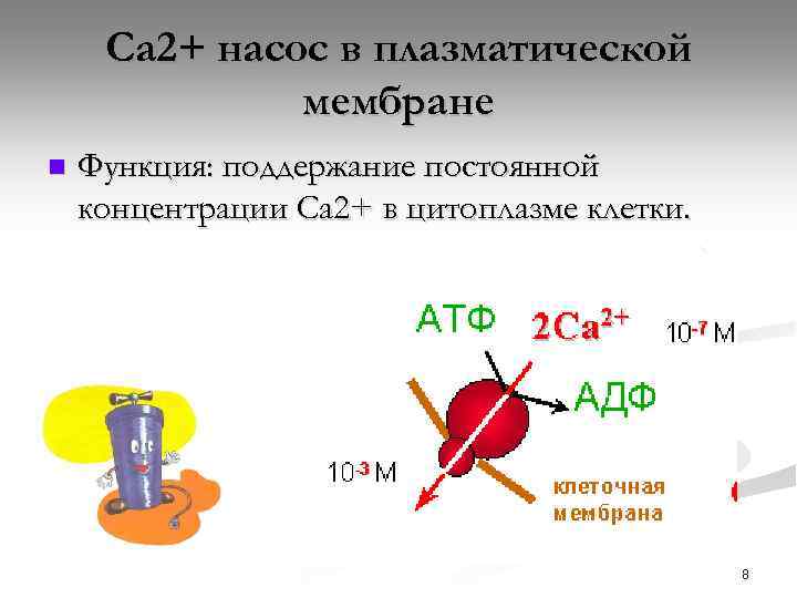 Са 2+ насос в плазматической мембране n Функция: поддержание постоянной концентрации Са 2+ в