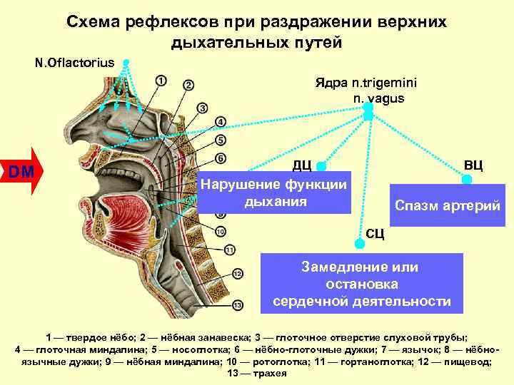 Схема рефлексов при раздражении верхних дыхательных путей N. Oflactorius Ядра n. trigemini n. vagus