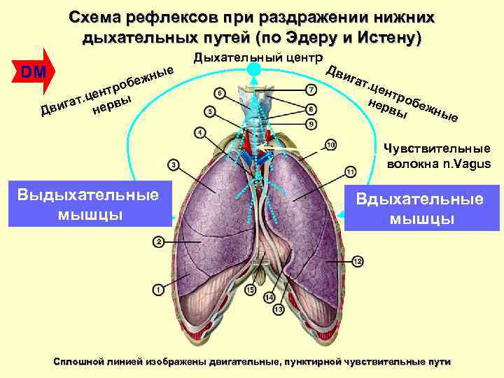 Рефлекторное дыхание