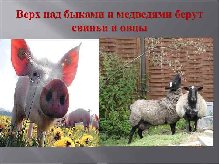 Верх над быками и медведями берут свиньи и овцы 
