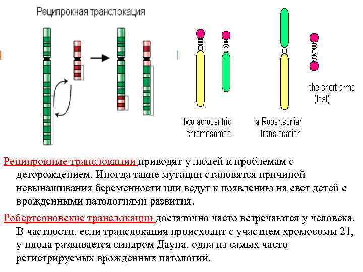 Рассмотрите фотографии хромосомных мутаций делеции инверсии дупликации