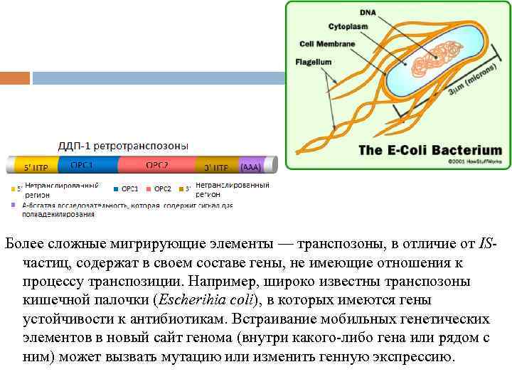 Более сложные мигрирующие элементы — транспозоны, в отличие от ISчастиц, содержат в своем составе