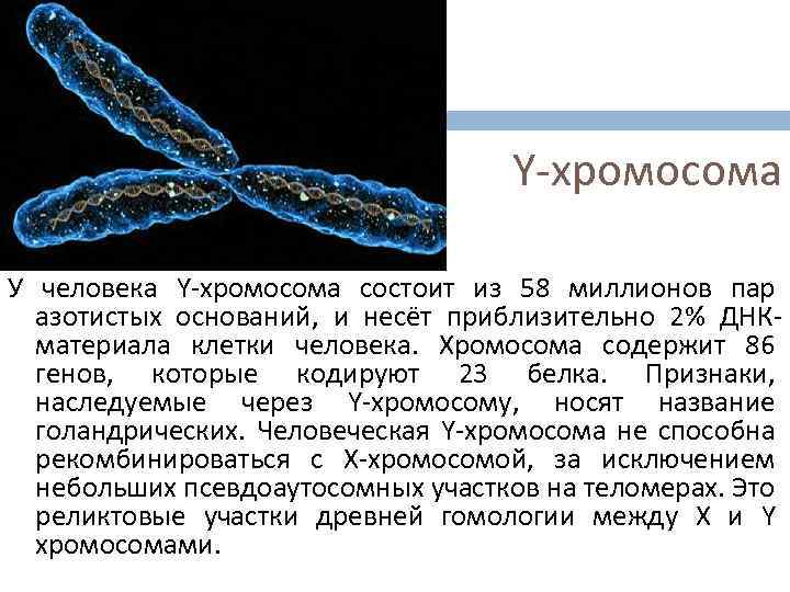 Появление дополнительной хромосомы. Y хромосома. Хромосомы человека. Хромосома это в биологии. Х И У хромосомы.
