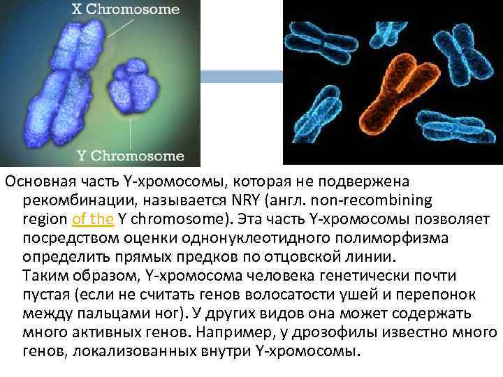 Классификация мутаций схема