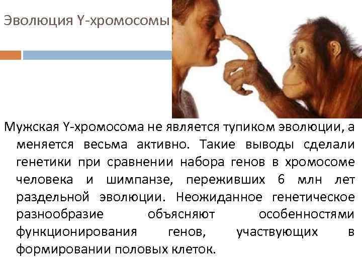 Эволюция Y-хромосомы Мужская Y-хромосома не является тупиком эволюции, а меняется весьма активно. Такие выводы
