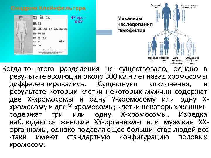 Когда-то этого разделения не существовало, однако в результате эволюции около 300 млн лет назад