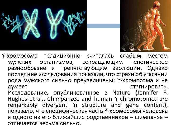 Y хромосома мужская