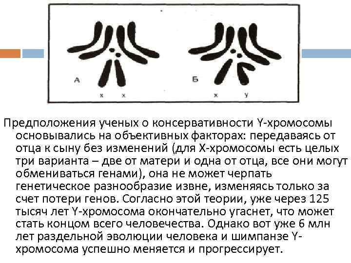 Предположения ученых о консервативности Y-хромосомы основывались на объективных факторах: передаваясь от отца к сыну