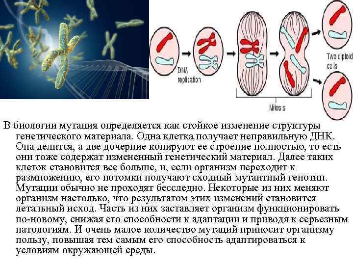 Хромосомные мутации картинки