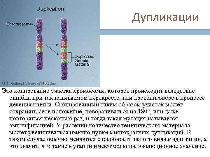 Рассмотрите фотографии хромосомных мутаций делеции инверсии дупликации