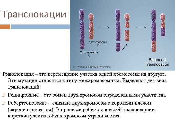 Мутации хромосом