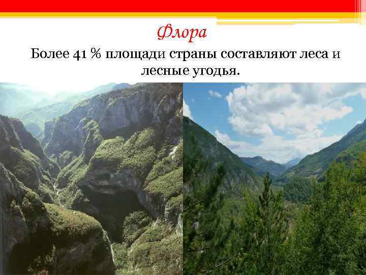 Флора Более 41 % площади страны составляют леса и лесные угодья. 