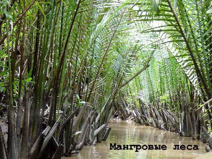 Кампос (саванны) К Амазонская сельва Матаампос (саванны) Араукариевый лес Мангровые леса 