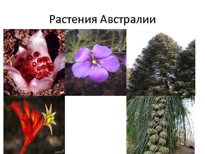 Растения Австралии 
