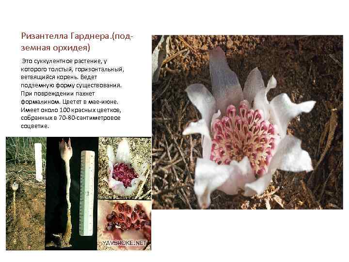 Ризантелла Гарднера. (подземная орхидея) Это суккулентное растение, у которого толстый, горизонтальный, ветвящийся корень. Ведет