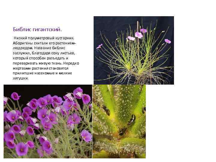 Библис гигантский. Низкий полуметровый кустарник. Аборигены считали его растениемлюдоедом. Название библис заслужил, благодаря соку