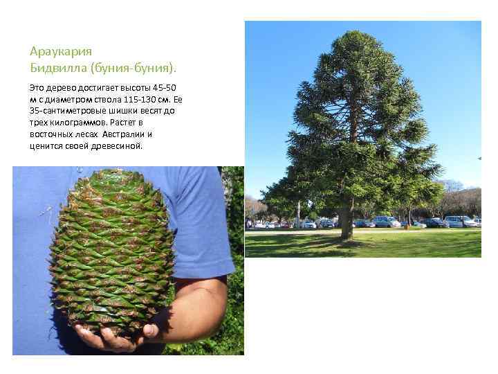 Араукария Бидвилла (буния-буния). Это дерево достигает высоты 45 -50 м с диаметром ствола 115