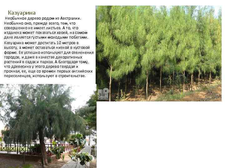 Казуарина Необычное дерево родом из Австралии. Необычно оно, прежде всего, тем, что совершенно не