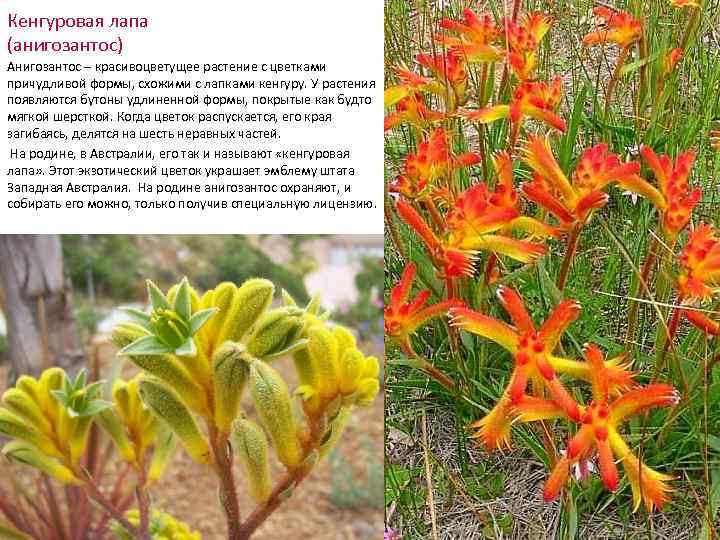 Кенгуровая лапа (анигозантос) Анигозантос – красивоцветущее растение с цветками причудливой формы, схожими с лапками