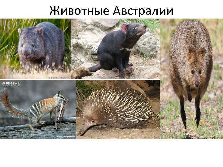 Животные Австралии 