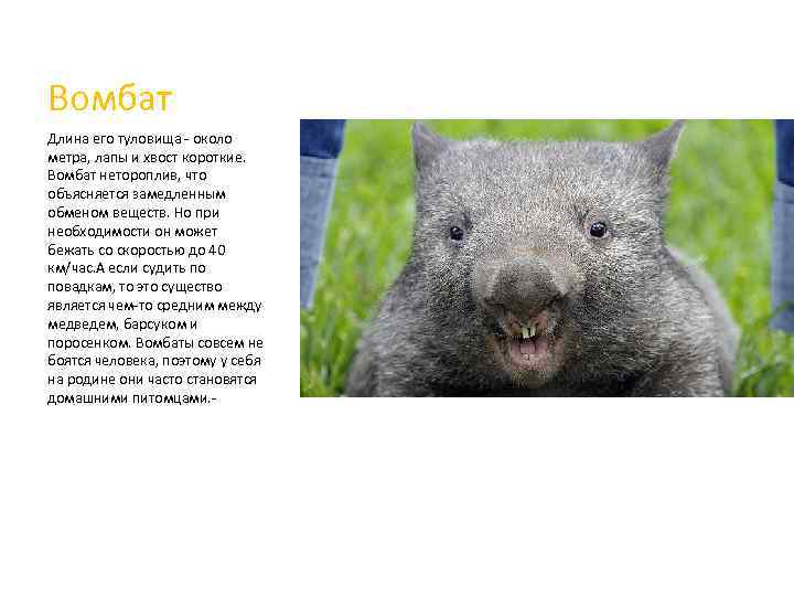 Вомбат Длина его туловища - около метра, лапы и хвост короткие. Вомбат нетороплив, что