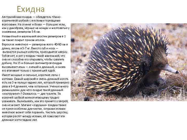 Ехидна Австралийская ехидна — обладатель тёмнокоричневой шубкой с жесткими торчащими волосками. На спинке и