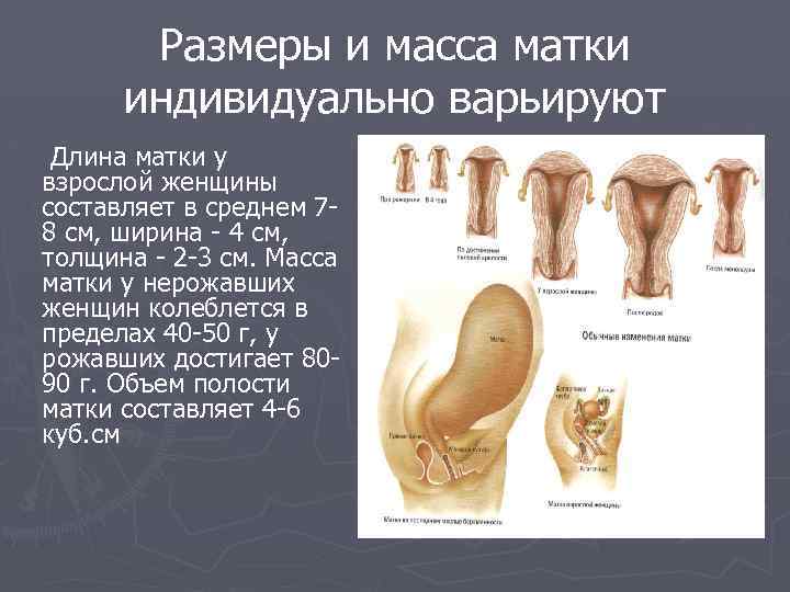 Размеры и масса матки индивидуально варьируют Длина матки у взрослой женщины составляет в среднем