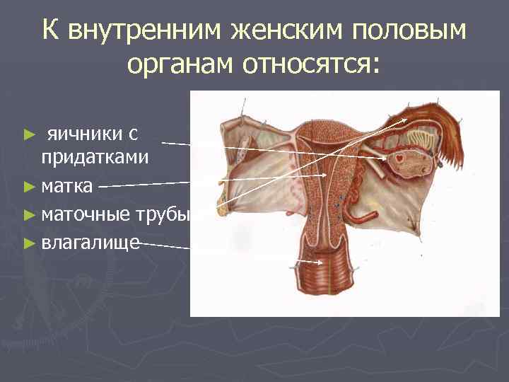 Строение человека внутренние органы фото с надписями женские сзади фото