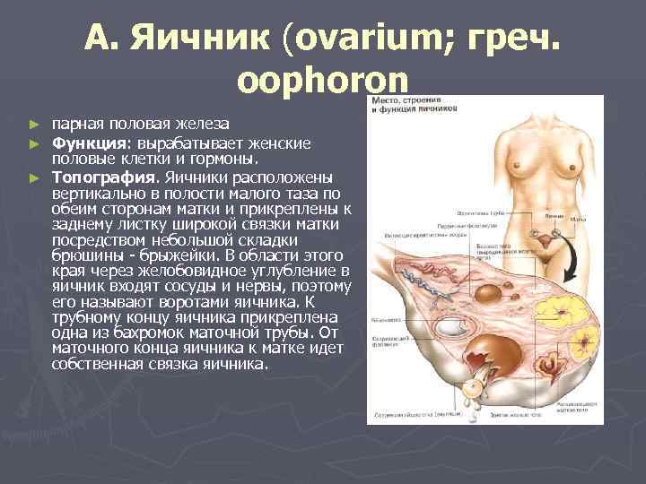 4 женская половая железа. Яичник строение анатомия топография. Топография яичников у женщин анатомия. Яичник функции анатомия.