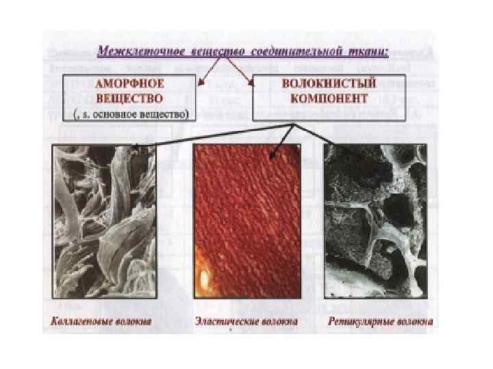 Гиалиновый хрящ рисунок