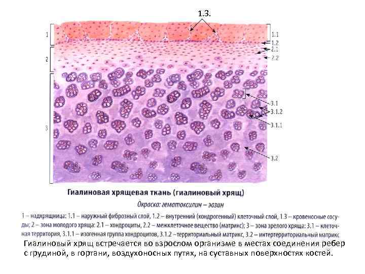 Гиалиновый хрящ нарисовать