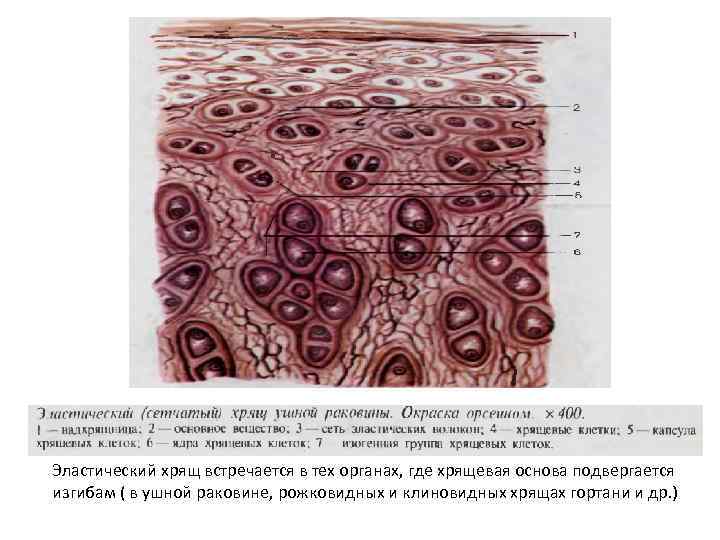 Гиалиновый хрящ рисунок