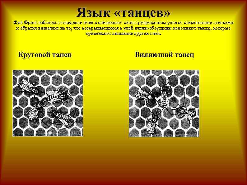 Язык «танцев» Фон Фриш наблюдал поведение пчел в специально сконструированном улье со стеклянными стенками