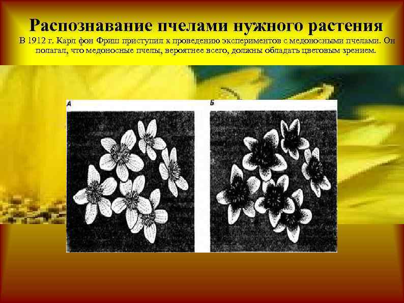 Распознавание пчелами нужного растения В 1912 г. Карл фон Фриш приступил к проведению экспериментов