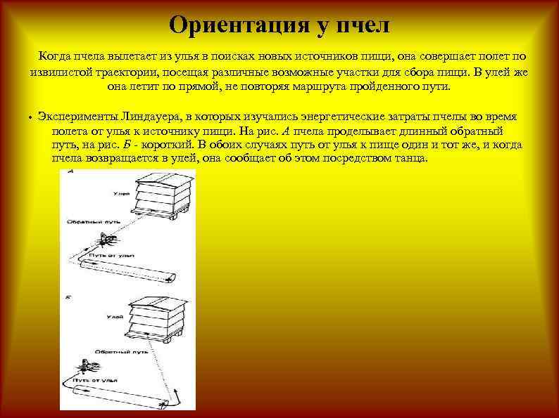 Ориентация у пчел Когда пчела вылетает из улья в поисках новых источников пищи, она